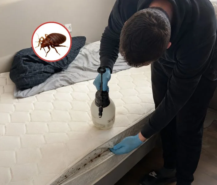 Technicien traitant un matelas contre les punaises de lit à Guérard